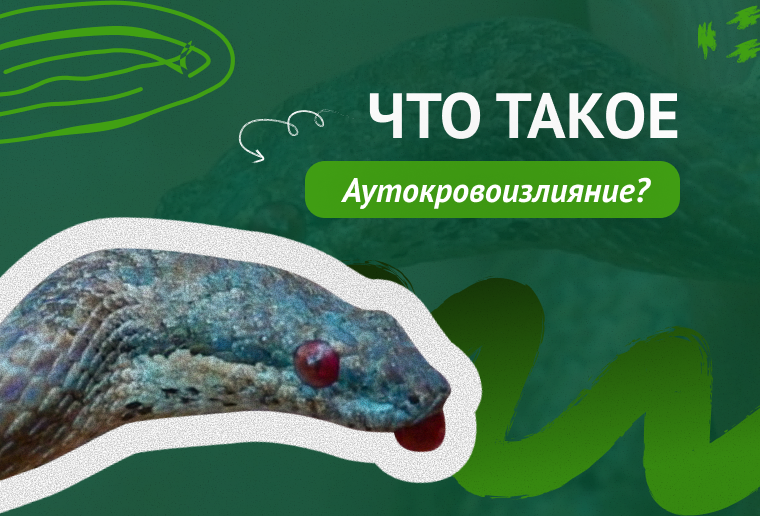 Что такое Аутокровоизлияние?